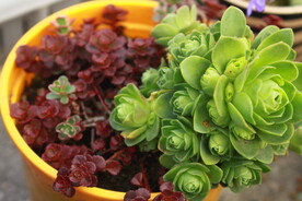 多肉植物