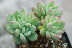 多肉植物
