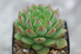多肉植物