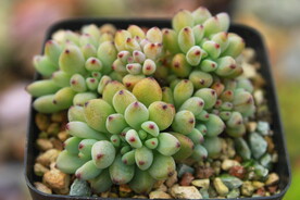 多肉植物绿豆