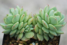 多肉植物