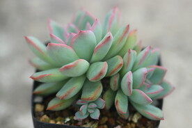 多肉植物