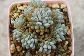 多肉植物蓝豆