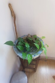 碧萝