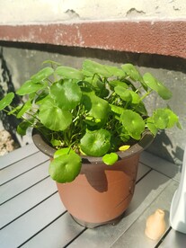 铜钱草