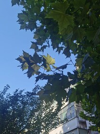 法桐