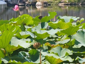 荷花莲蓬莲子