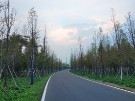 树林里柏油马路