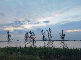 湖边水杉