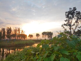 湿地湖边黄昏木芙蓉