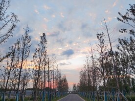 杉树公路晚霞