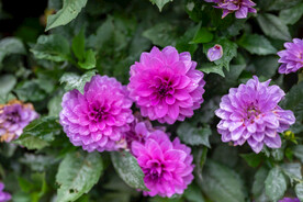 翠菊