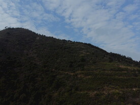 山
