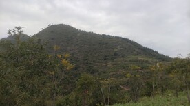 山