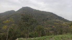 山