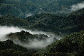 森林