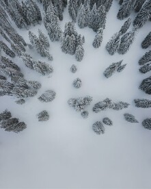 森林雪景