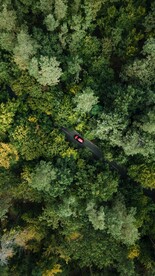  森林 公路