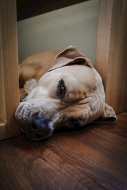 宠物狗