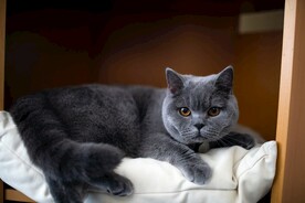 英短 蓝猫 