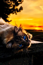 布偶猫