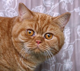 橘猫