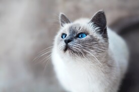 布偶猫
