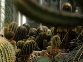 仙人球