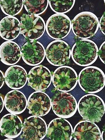多肉植物