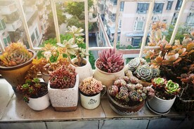 多肉植物