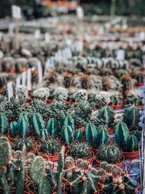 仙人掌 仙人球