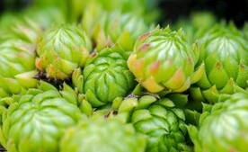 多肉植物