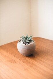 多肉植物 