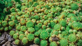 多肉盘叶莲花掌
