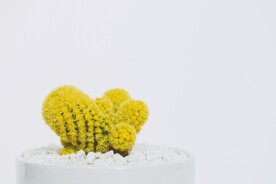 多肉植物黄金草