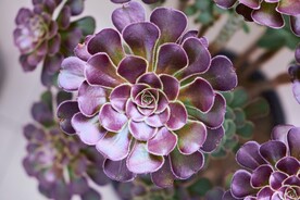 多肉植物法师