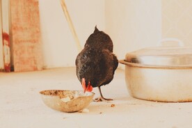 鸡吃米