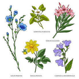 卡通花