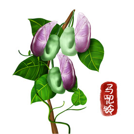 植物