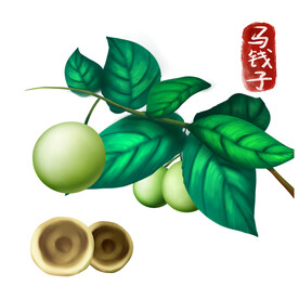 植物