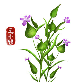 植物