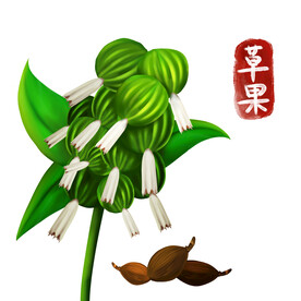 植物