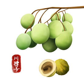植物