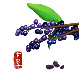 植物