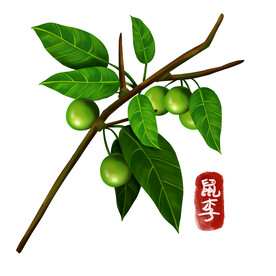 中药