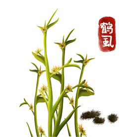 植物