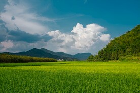 草原 草地