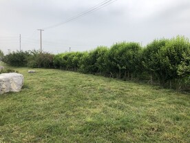 草地