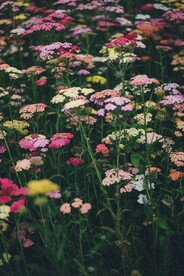 盛开的花