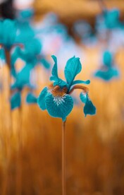 蓝色的花